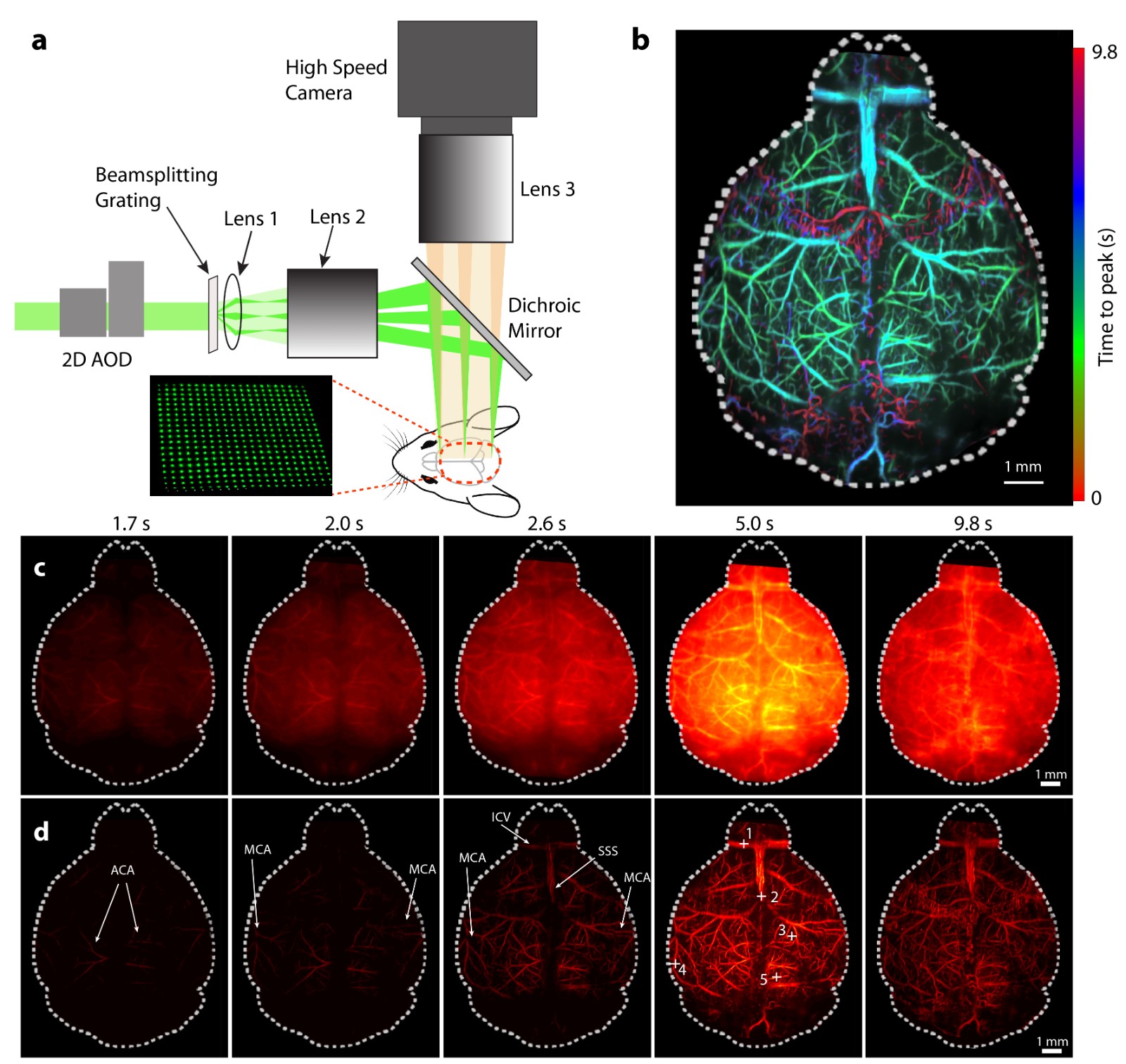 Large field multifocal illumination fluorescence microscopy.jpg